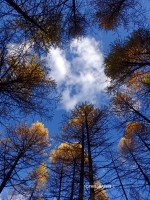 /album/de-bois-et-de-rouille/foret-melezes-trouee-ciel-jpg/